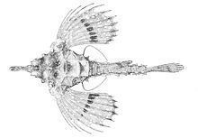 Hawaiian sea-moth fish httpsuploadwikimediaorgwikipediacommonsthu