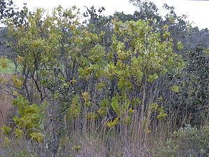 Hawaiian tropical dry forests httpsuploadwikimediaorgwikipediacommonsthu