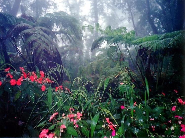 Hawaiian tropical rainforests tropicalrain310 home