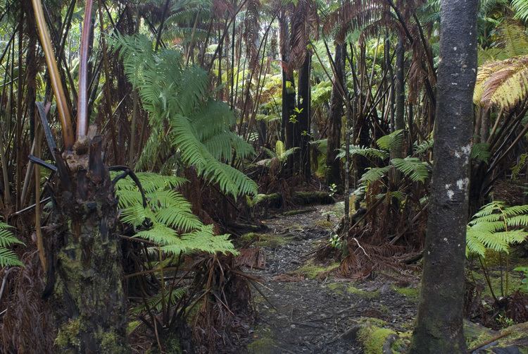 Hawaiian tropical rainforests Free Stock photo of Pathway at Hawaiian Tropical Rainforest