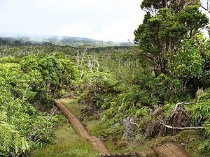Hawaiian tropical rainforests httpsuploadwikimediaorgwikipediacommonsthu