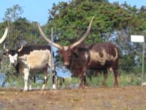 Hawaiian wild cattle Hawaiian zebra donkey cattle buffalo YouTube