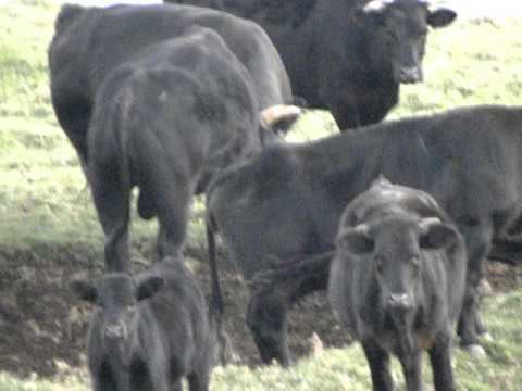 Hawaiian wild cattle Wild Cattle Herd Hawaii YouTube