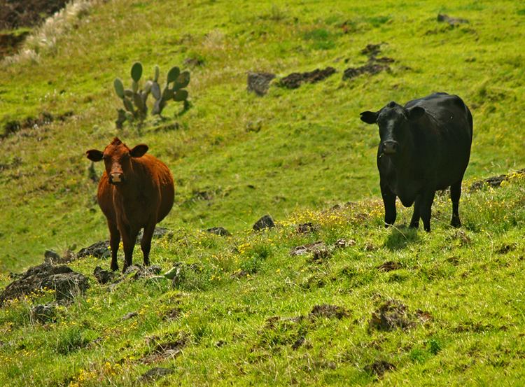 Hawaiian wild cattle The Heart of Paniolo Country on the Big Island of Hawaii Scenic