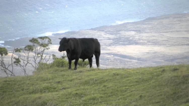Hawaiian wild cattle wild cattle of Maui Hawaii YouTube