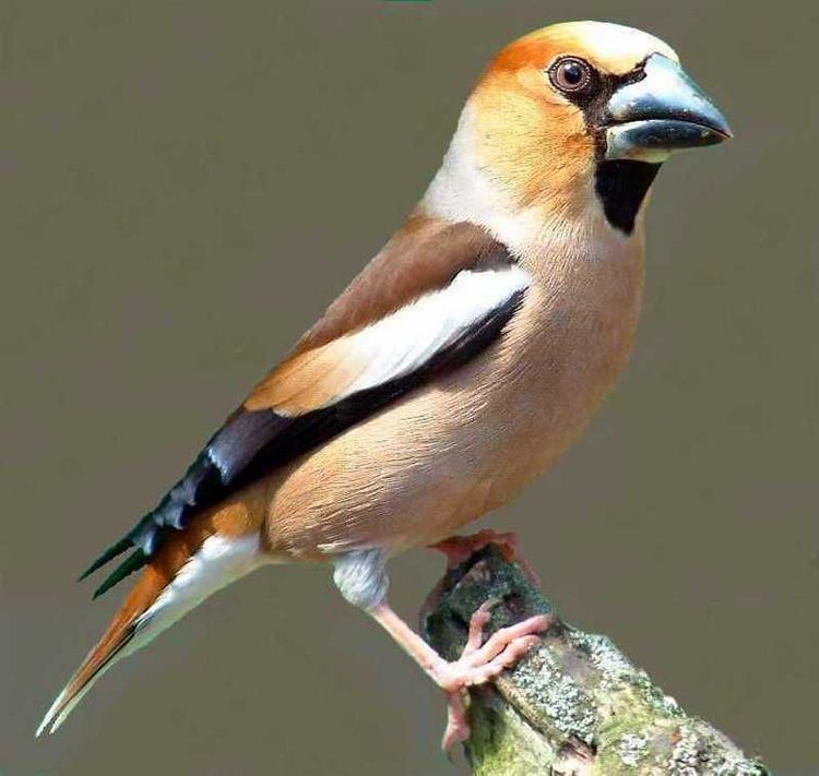 Hawfinch Hawfinch Wild About Britain