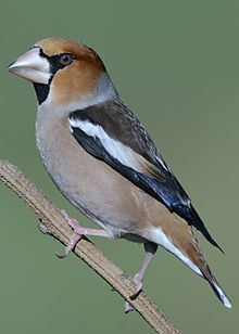Hawfinch httpsuploadwikimediaorgwikipediacommonsthu