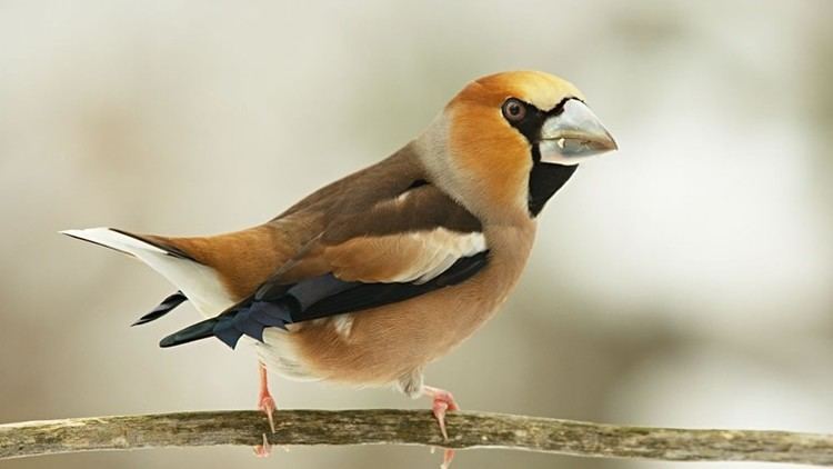 Hawfinch The RSPB Projects Understanding Hawfinch declines in the UK