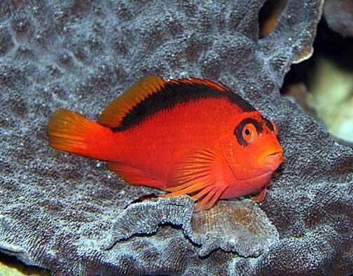 Hawkfish Hawk Fish for your Reef Tank Reeflandcom