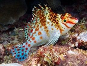 Hawkfish Hawk Fish