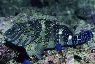 Hawkfish wwwdiscoverlifeorgIMIRR0013320Cirrhitidae