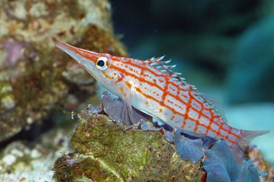 Hawkfish The Longnose Hawkfish Oxycirrhites typus Full Article Details