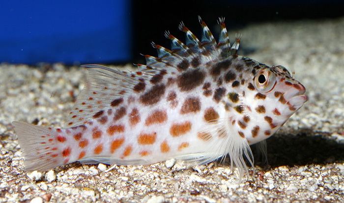 Hawkfish Hawk Fish