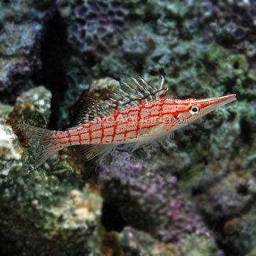 Hawkfish Hawkfish