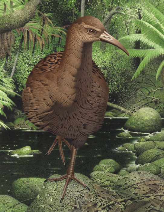 Hawkins's rail nzbirdsonlineorgnzsitesallfilesMAI043836jpg