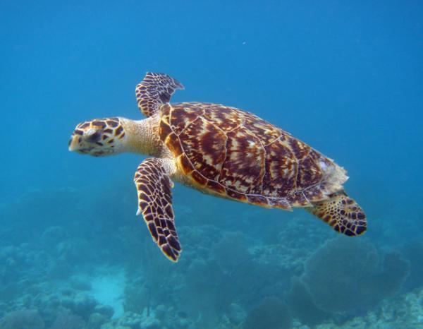 Hawksbill sea turtle Hawksbill Sea Turtles Eretmochelys Imbricata Save the Turtles