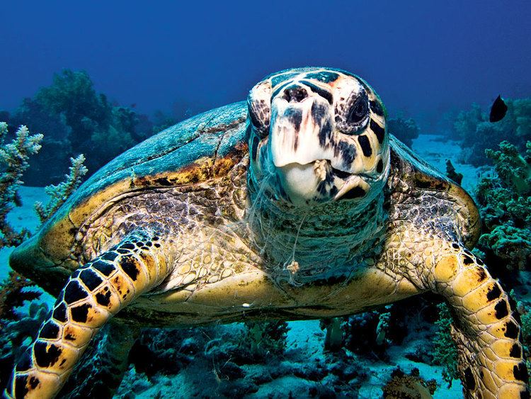 Hawksbill sea turtle httpsmedia1britannicacomebmedia621503621