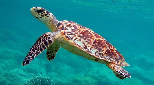 Hawksbill sea turtle Endangered Animal Spotlight Hawksbill Sea Turtle In Our Nature
