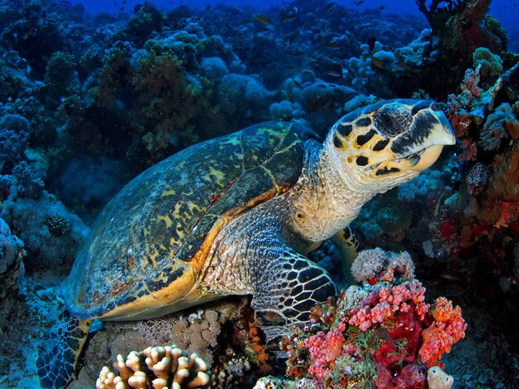 Hawksbill sea turtle Hawksbill Sea Turtle Sea Turtle Facts and Information