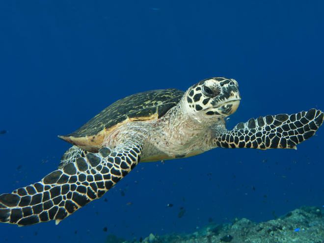 Hawksbill sea turtle Hawksbill Turtle Sea Turtles Species WWF