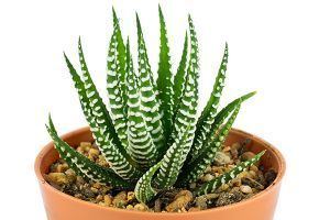 Haworthia Haworthia ASPCA