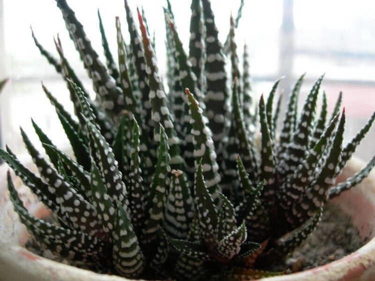 Haworthia Haworthia Zebra Cactus Pearl Plant Star Window Plant Our