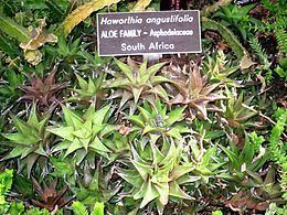 Haworthia angustifolia httpsuploadwikimediaorgwikipediacommonsthu