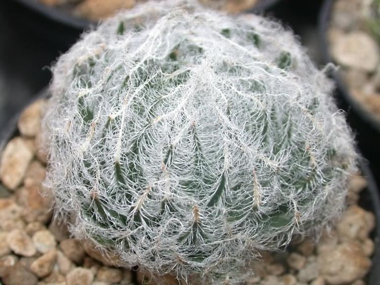 Haworthia arachnoidea Haworthia Arachnoidea V Aranea Matjiesfontein Pictures Images