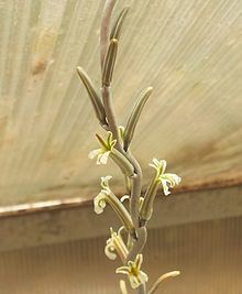 Haworthia bruynsii httpsuploadwikimediaorgwikipediacommonsthu