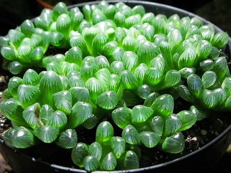 Haworthia cooperi Haworthia cooperi var truncata World of Succulents