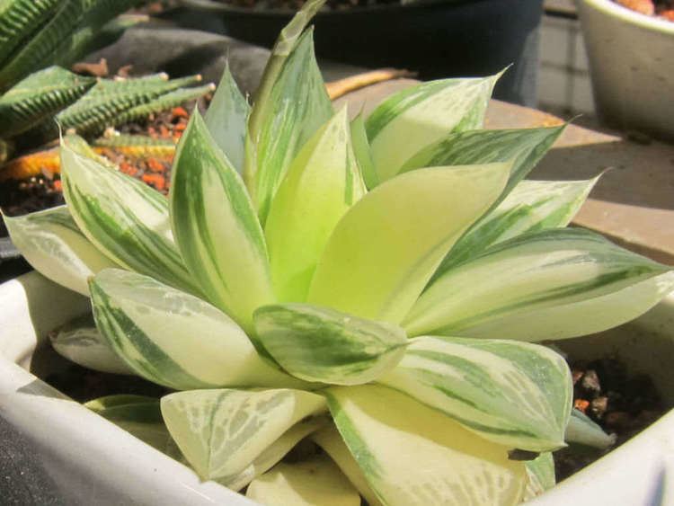 Haworthia cymbiformis Haworthia cymbiformis f variegata World of Succulents