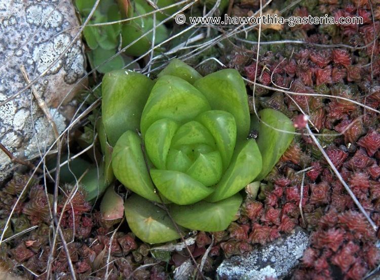 Haworthia cymbiformis All you wanted to know about Haworthias Gasterias and Astrolobas