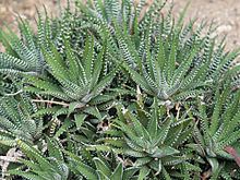 Haworthia httpsuploadwikimediaorgwikipediacommonsthu