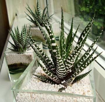 Haworthia Haworthia Zebra Cactus Pearl Plant Star Window Plant Our