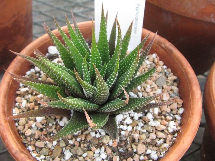 Haworthia Haworthia attenuata var radula Xanthorrhoeaceae