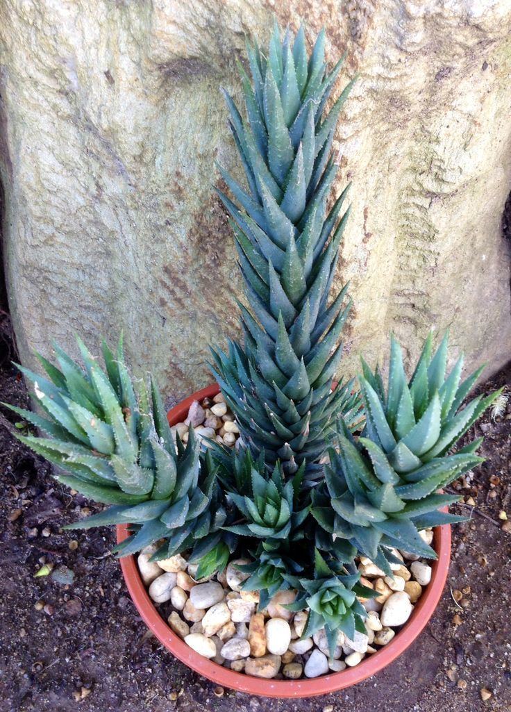 Haworthia glauca 1000 images about HAWORTHIA on Pinterest The plant Knight and Grey