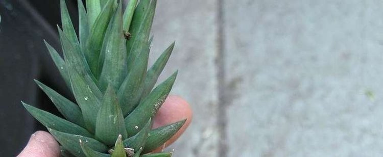 Haworthia glauca Haworthia Haworthia glauca