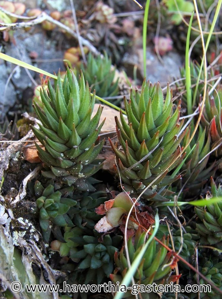 Haworthia glauca All you wanted to know about Haworthias Gasterias and Astrolobas