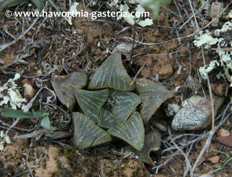 Haworthia magnifica All you wanted to know about Haworthias Gasterias and Astrolobas