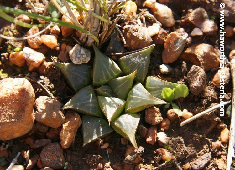 Haworthia mirabilis All you wanted to know about Haworthias Gasterias and Astrolobas