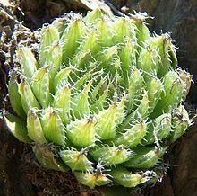 Haworthia mucronata httpsuploadwikimediaorgwikipediacommonsthu