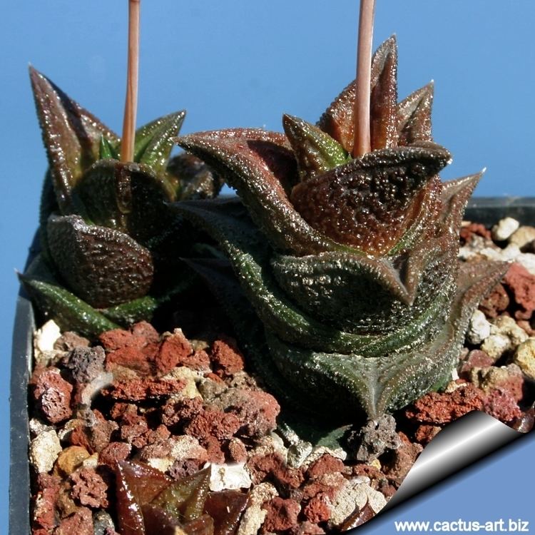 Haworthia nigra Haworthia nigra