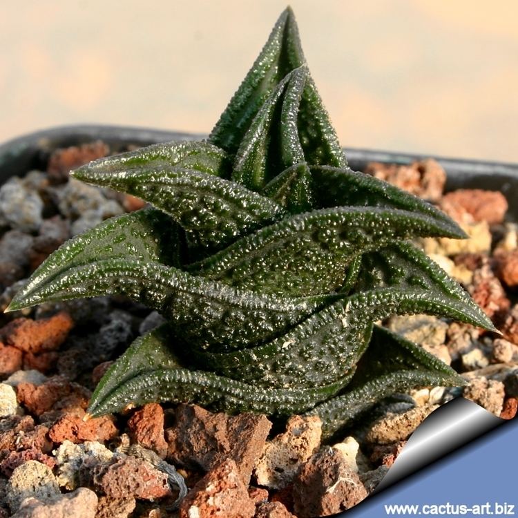 Haworthia nigra Haworthia nigra