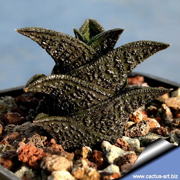 Haworthia nigra Haworthia nigra