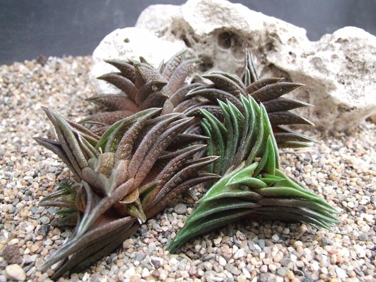 Haworthia nigra Photo Haworthia nigra v elongata Haworthia 4 NZ album Cok