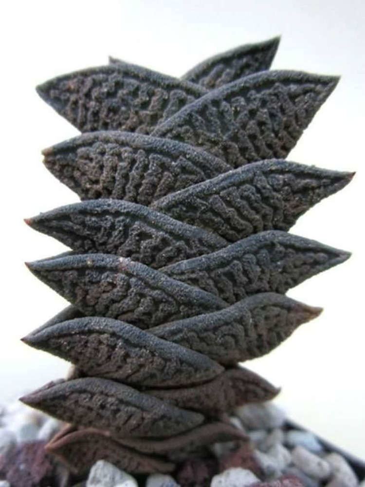 Haworthia nigra Haworthia nigra var diversifolia World of Succulents