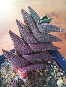 Haworthia nigra Haworthia nigra Wikipedia