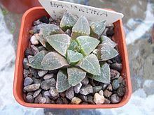 Haworthia pygmaea httpsuploadwikimediaorgwikipediacommonsthu