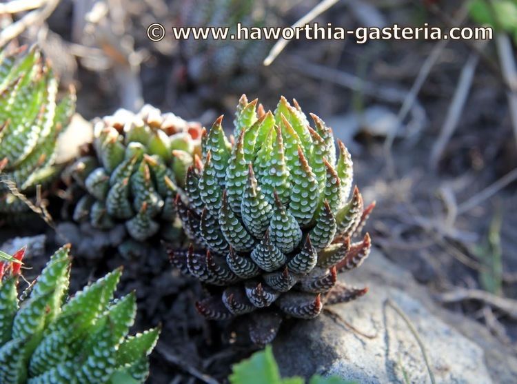 Haworthia reinwardtii All you wanted to know about Haworthias Gasterias and Astrolobas