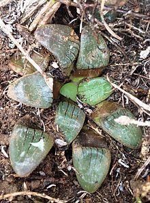 Haworthia springbokvlakensis httpsuploadwikimediaorgwikipediacommonsthu